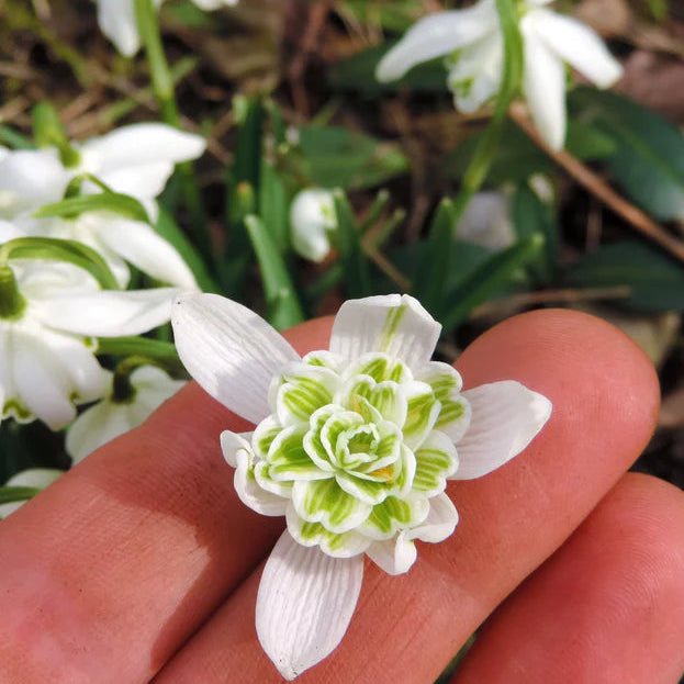 Galanthus nivalis 'Flore Pleno'