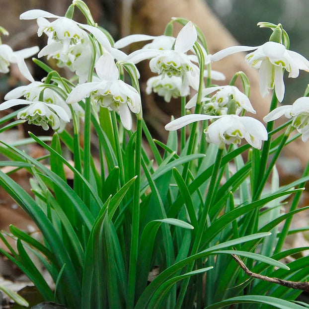 Galanthus nivalis 'Flore Pleno'