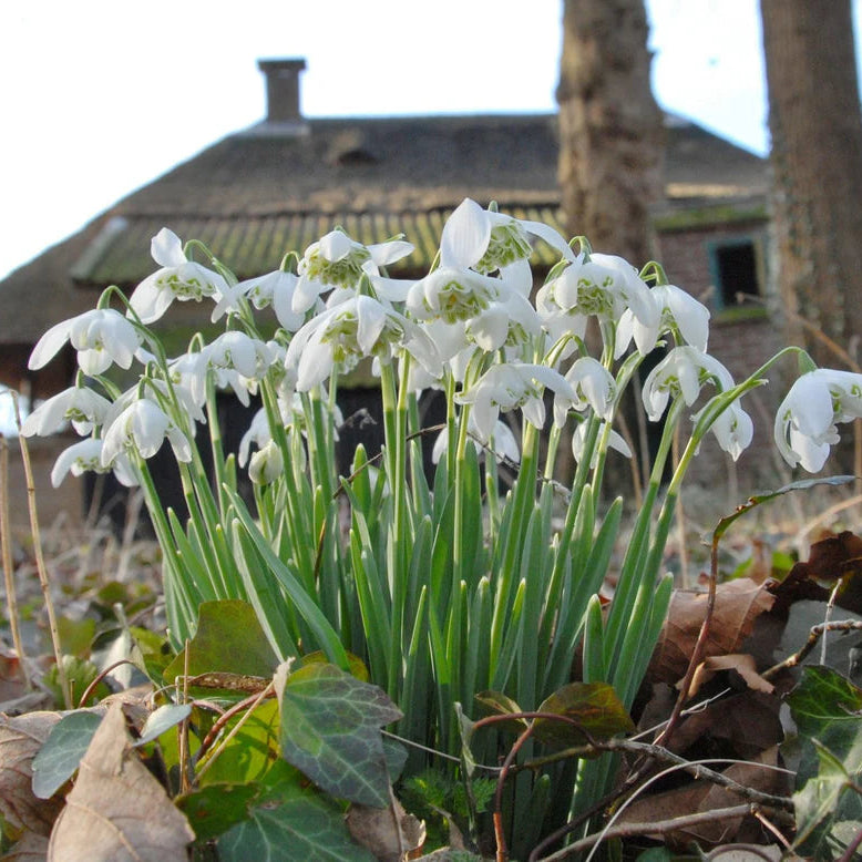 Galanthus nivalis 'Flore Pleno'