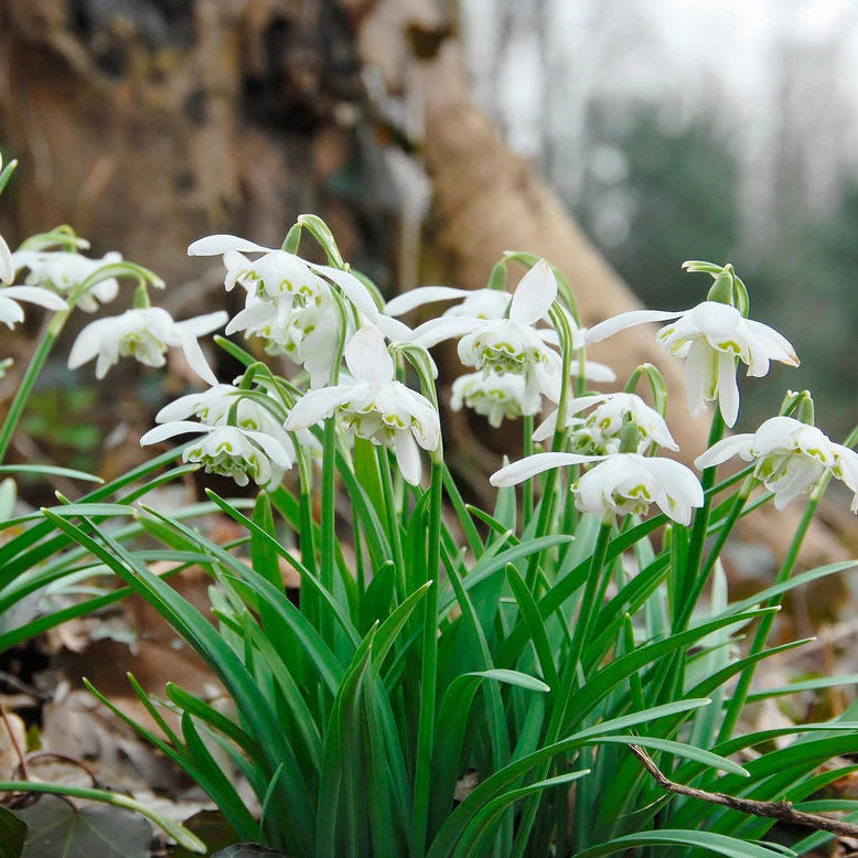 Galanthus nivalis 'Flore Pleno'