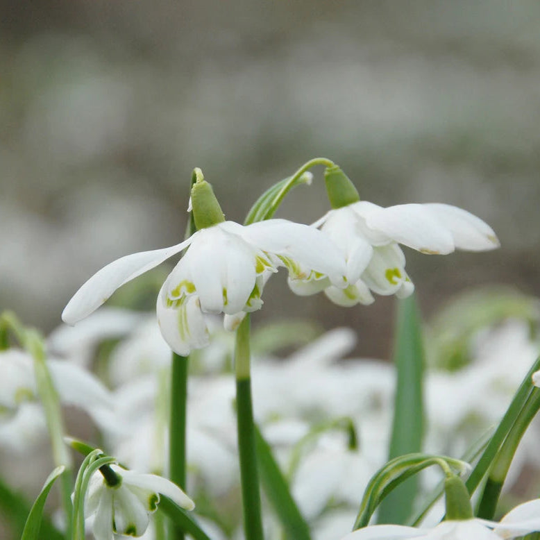 Galanthus nivalis 'Flore Pleno'