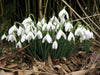 <strong>Perce neige</strong>