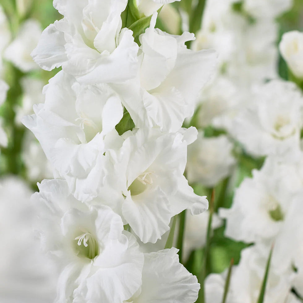 Glaïeuls Blanc