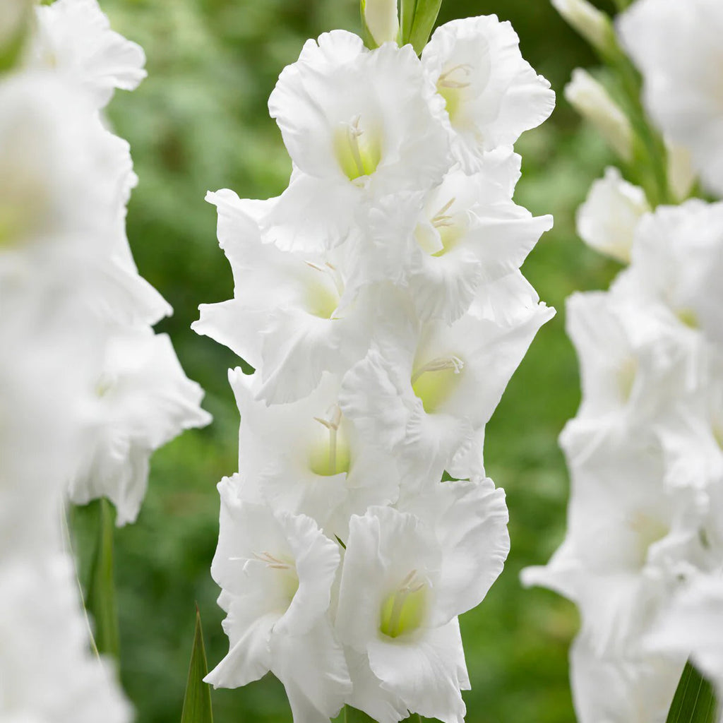 Glaïeuls Blanc