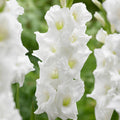 Glaïeuls Blanc