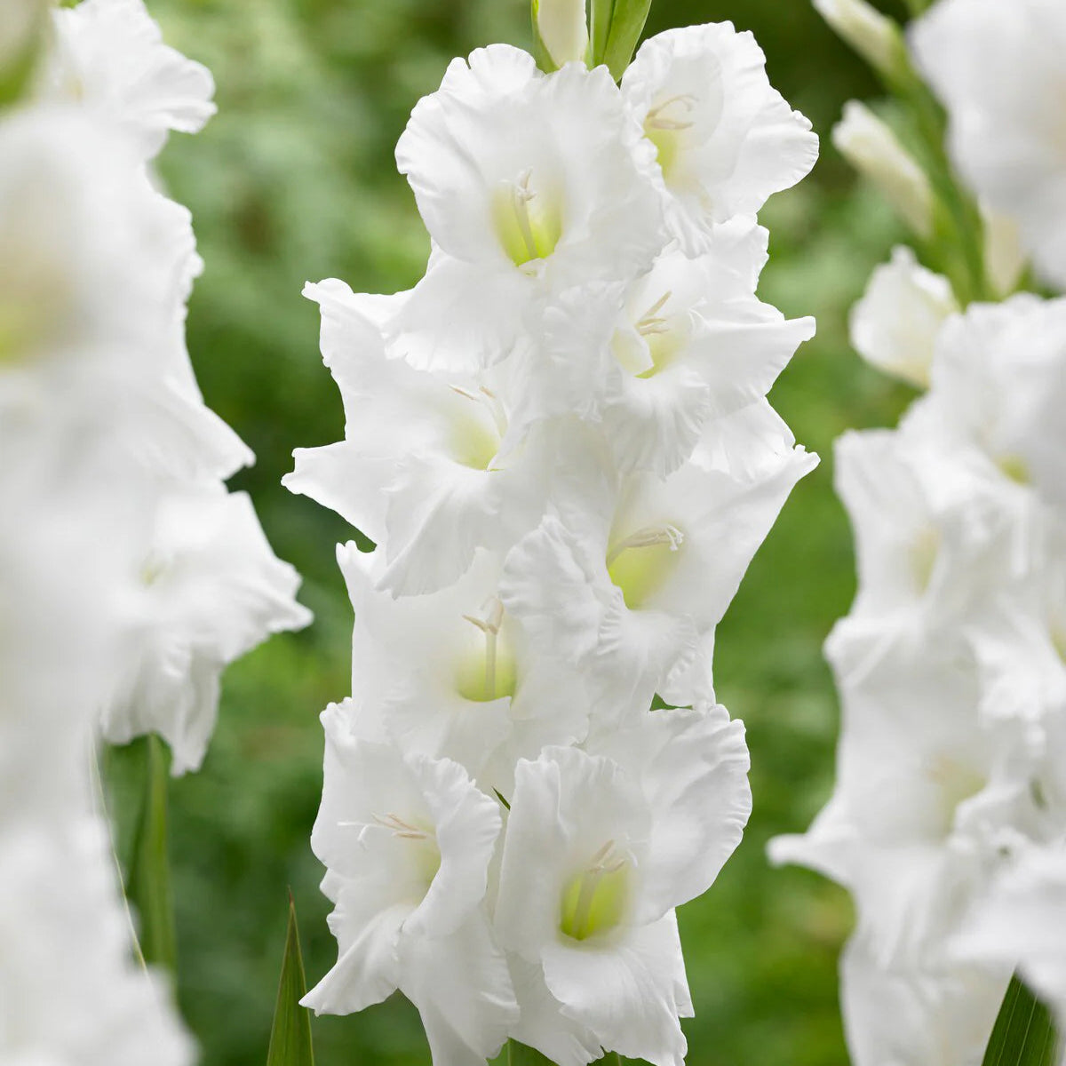 Glaïeuls Blanc Immagine