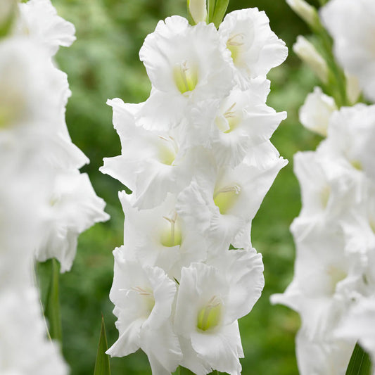 Glaïeuls Blanc