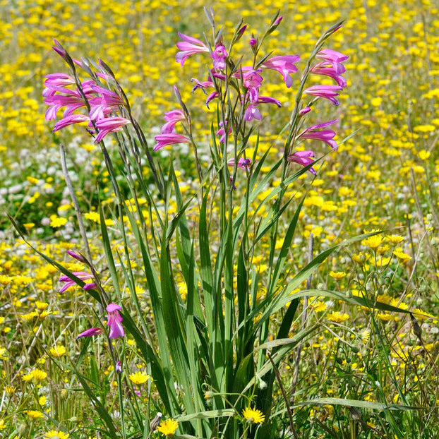 Gladiolus byzantinus