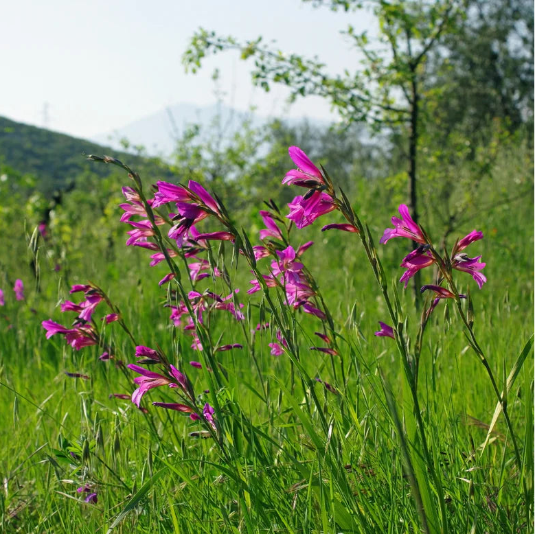 Gladiolus byzantinus