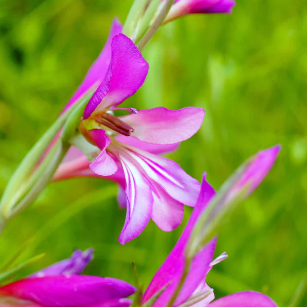 Gladiolus byzantinus