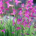 Gladiolus byzantinus