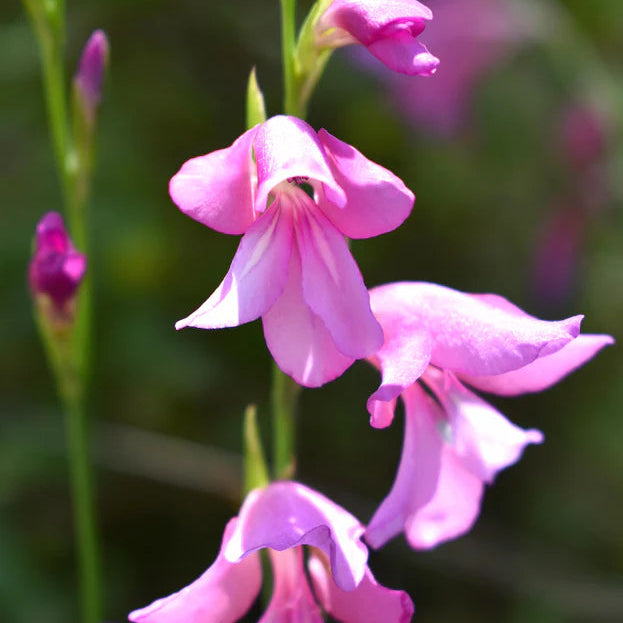 Gladiolus byzantinus