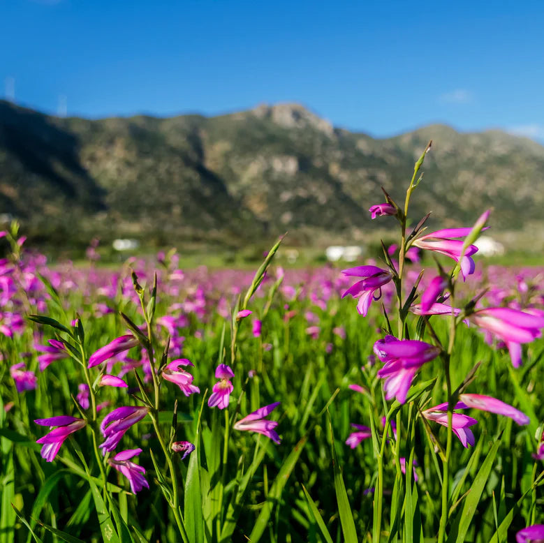 Gladiolus byzantinus
