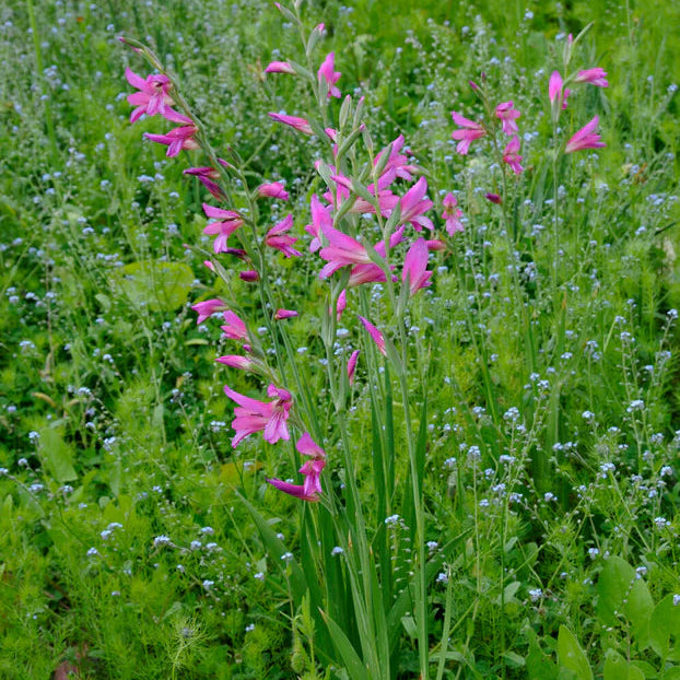 Gladiolus byzantinus