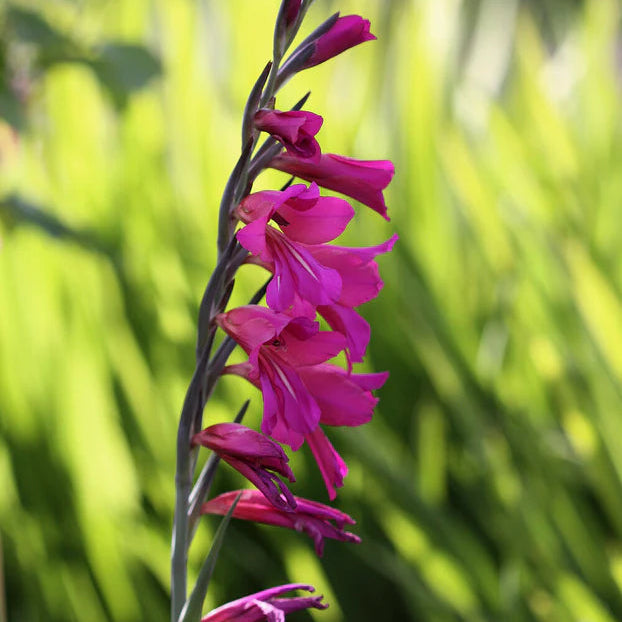 Gladiolus byzantinus