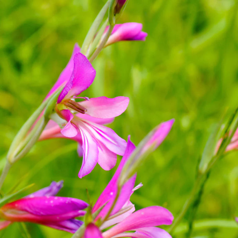 Gladiolus byzantinus