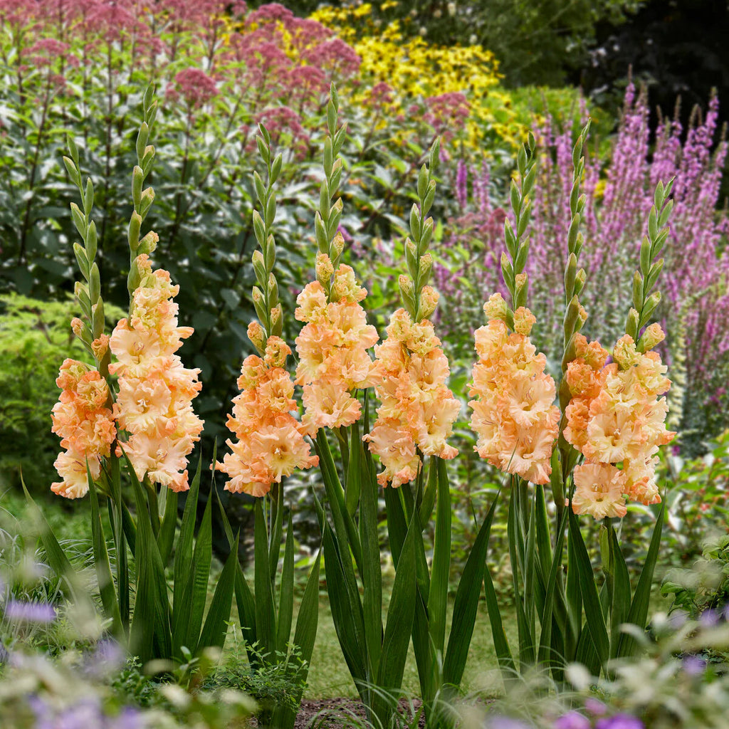 Glaïeuls orange