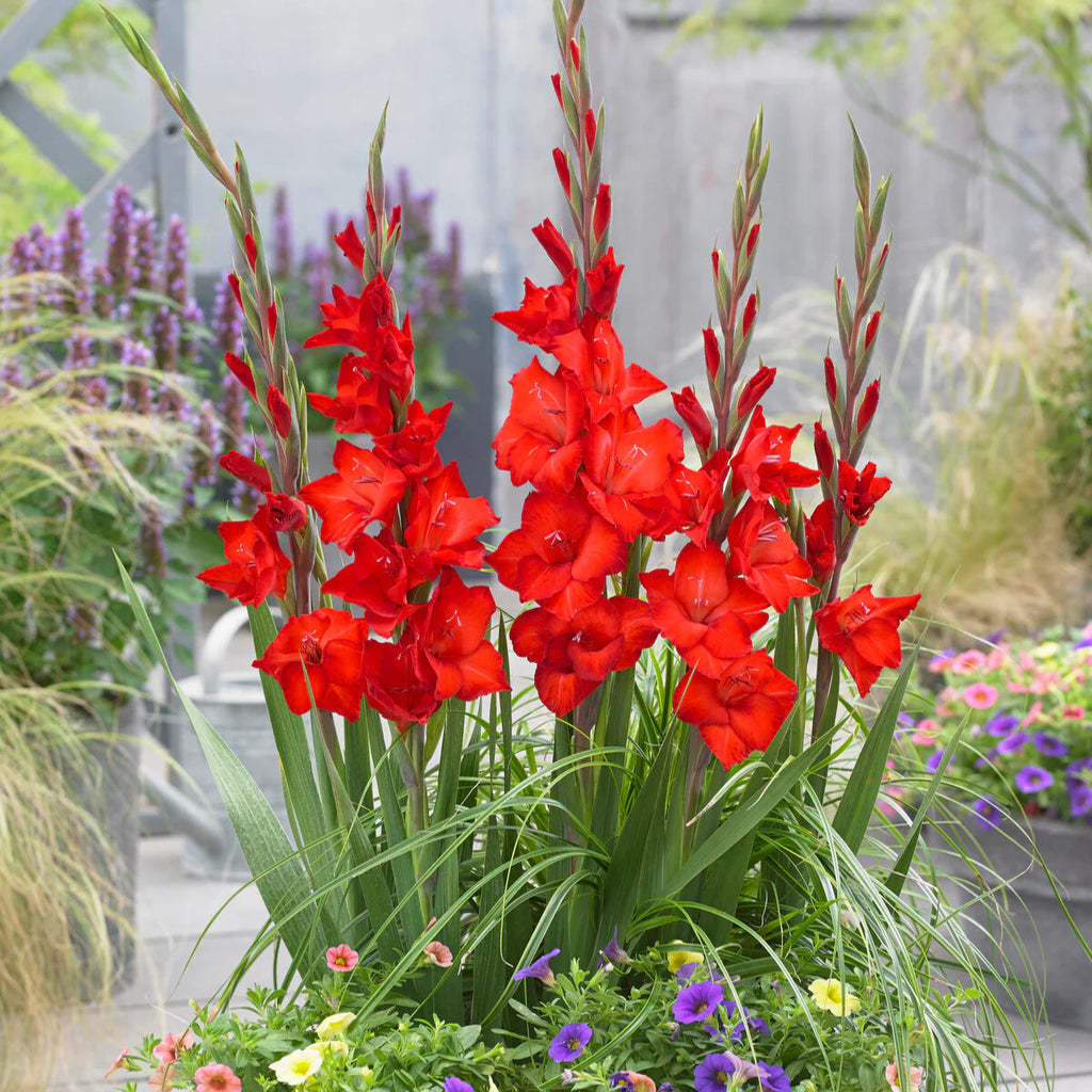 Glaïeuls Rouge