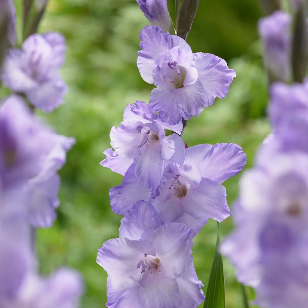 gladiolus-violet