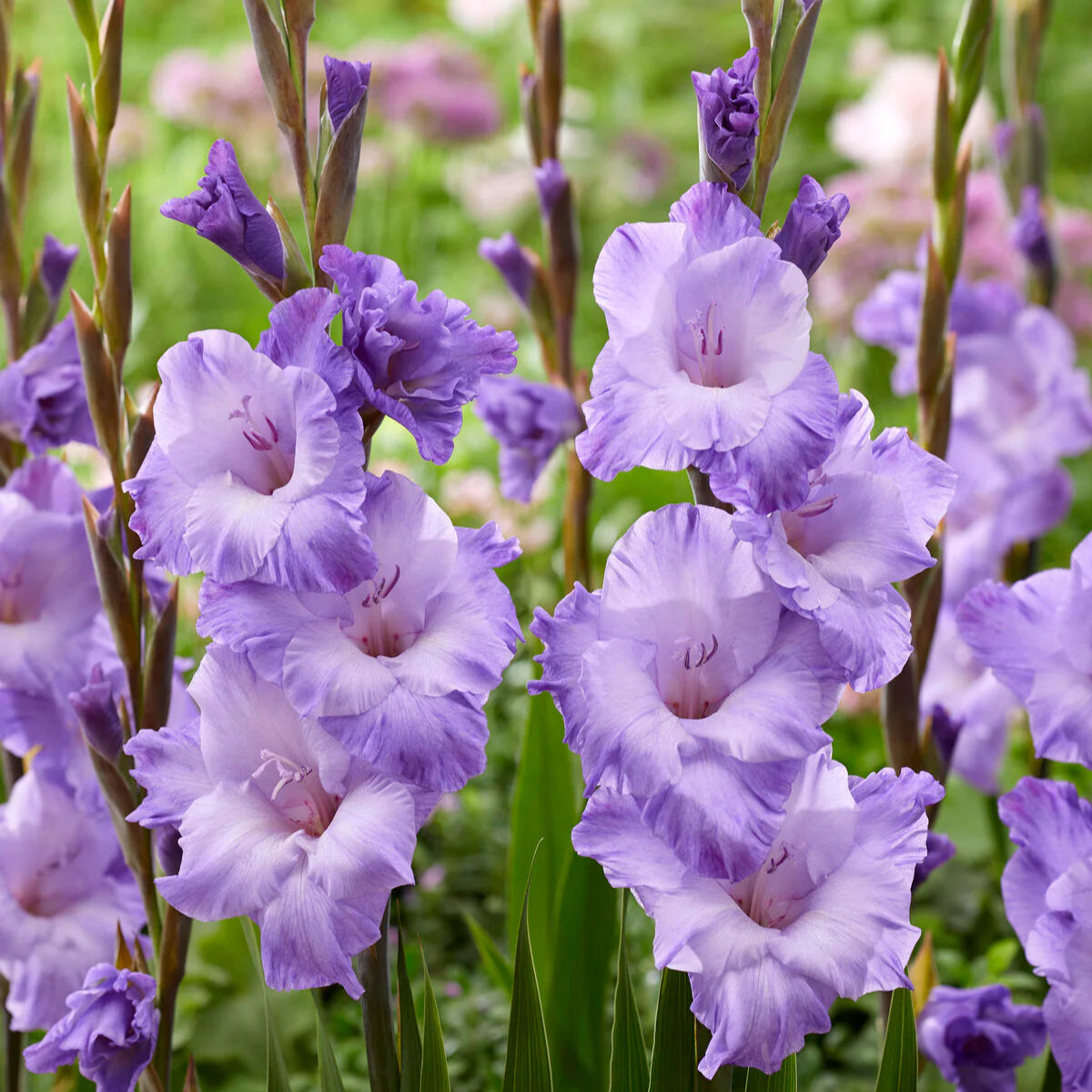 Gladioli viola Immagine