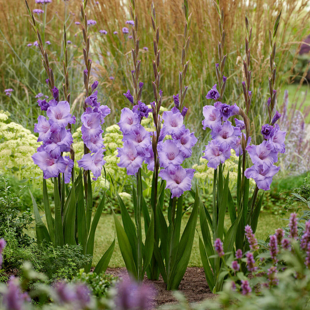 Gladioli viola