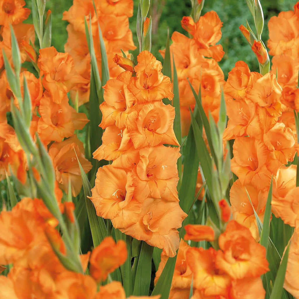 Glaïeuls orange