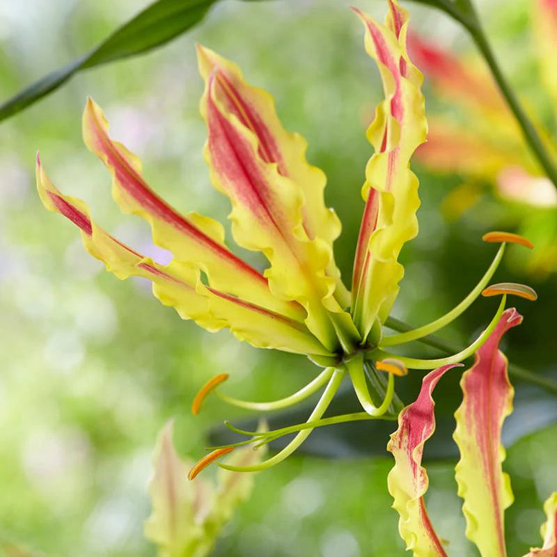 Gloriosa Lutea