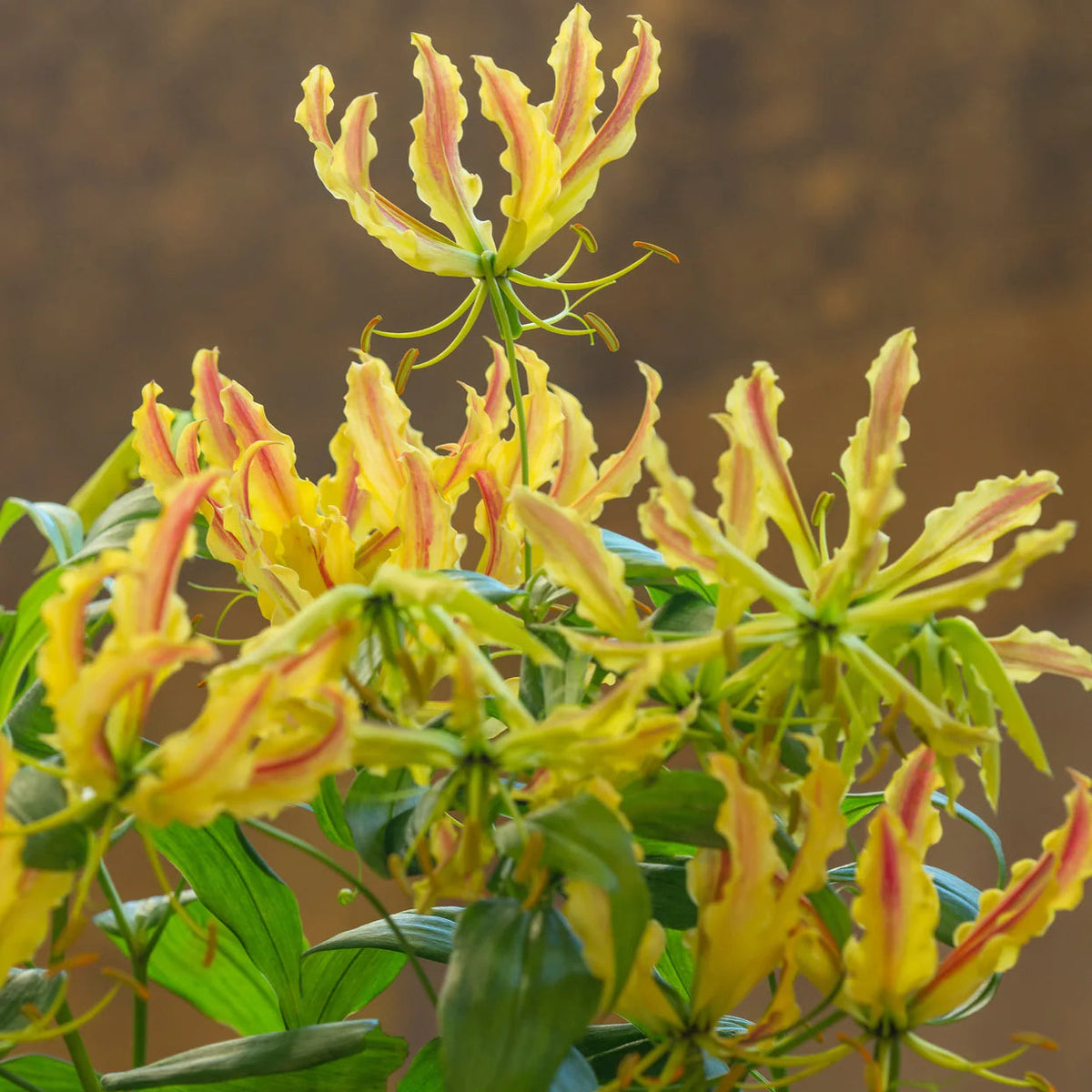 Gloriosa Lutea