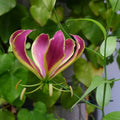 Gloriosa Carsonii