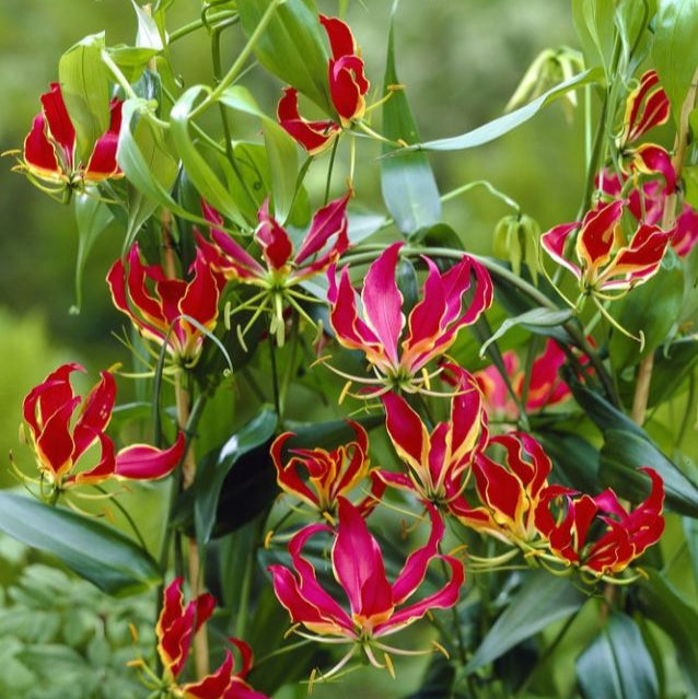 Gloriosa Rothschildiana Image