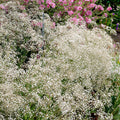 Gypsophile Paniculata