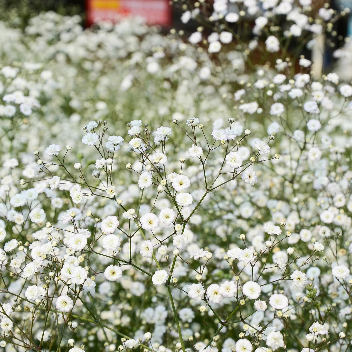 Gypsophile Paniculata