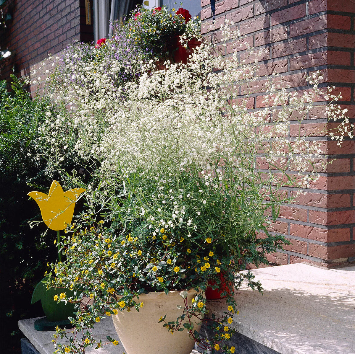 Gypsophile Paniculata