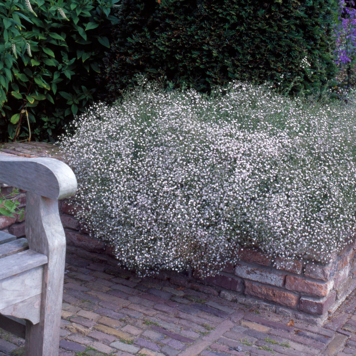 Gypsophile Paniculata