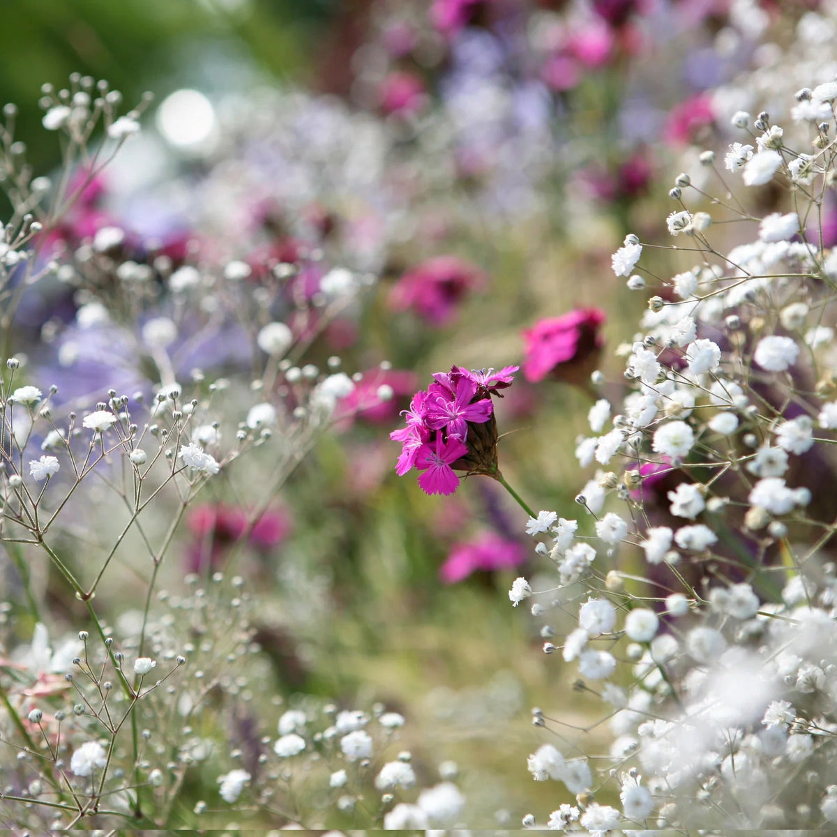 Gypsophile Paniculata