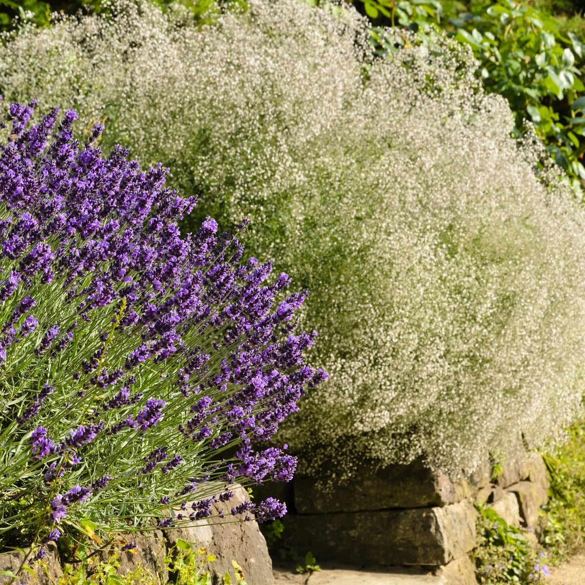 Gypsophile Paniculata
