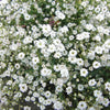 <strong>Gypsophile</strong>