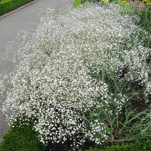 Gypsophile blanc