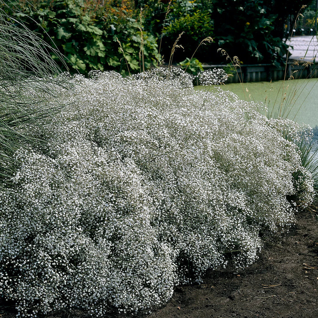 Gypsophile blanc