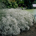 Gypsophile blanc