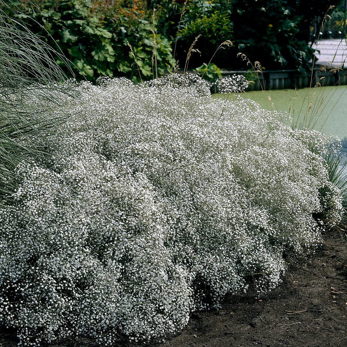Gypsophile blanc Image
