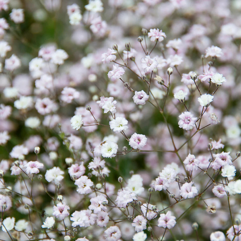 Gypsophile blanc