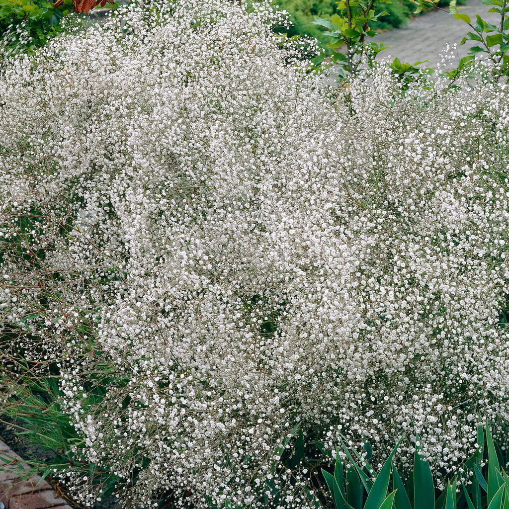 gypsophile-blanc