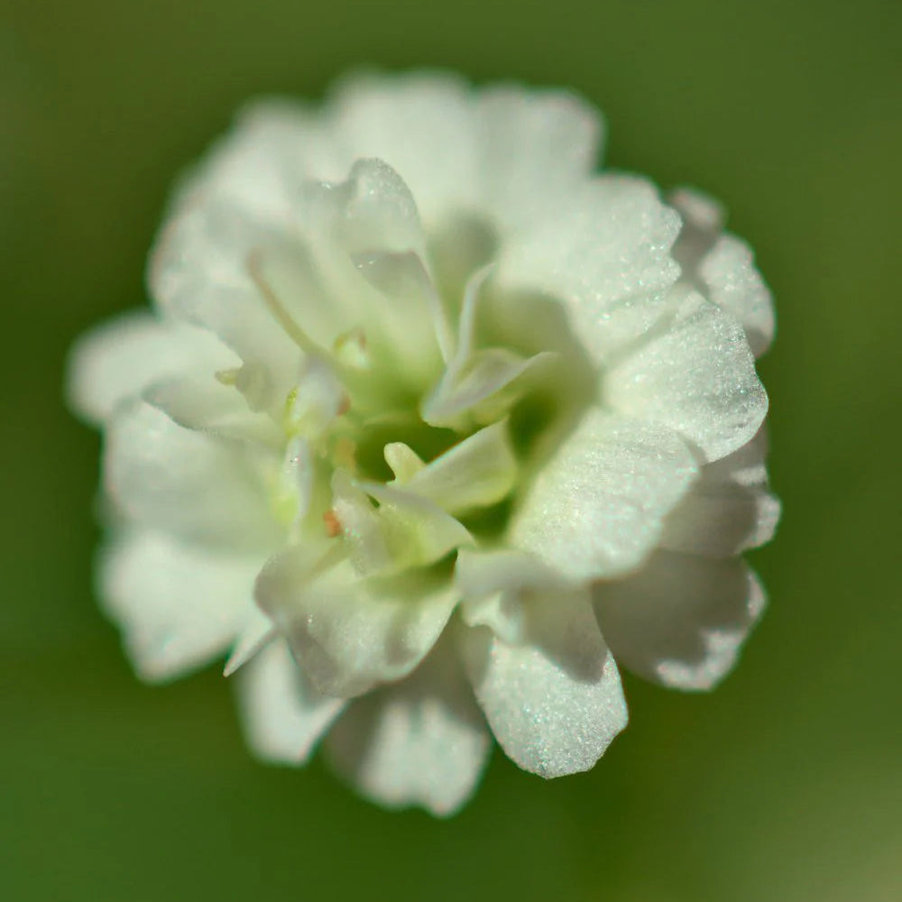 Gypsophile blanc