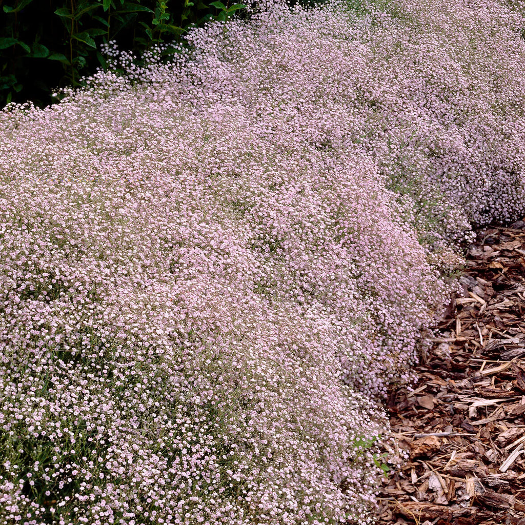 Gypsophile rose