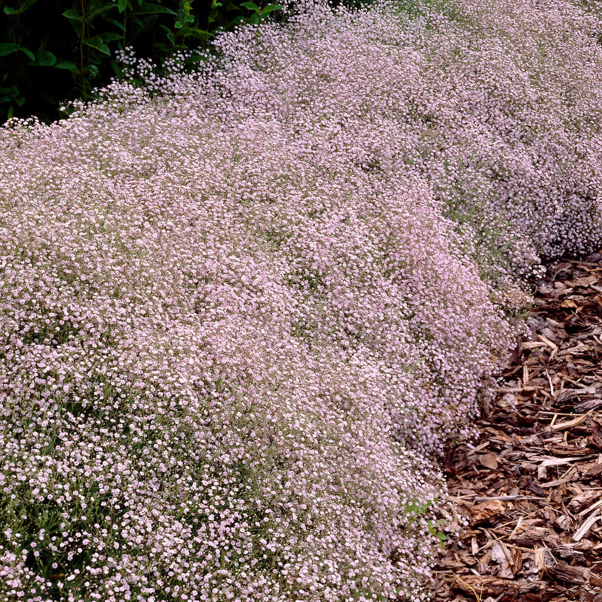 Gypsophile rose