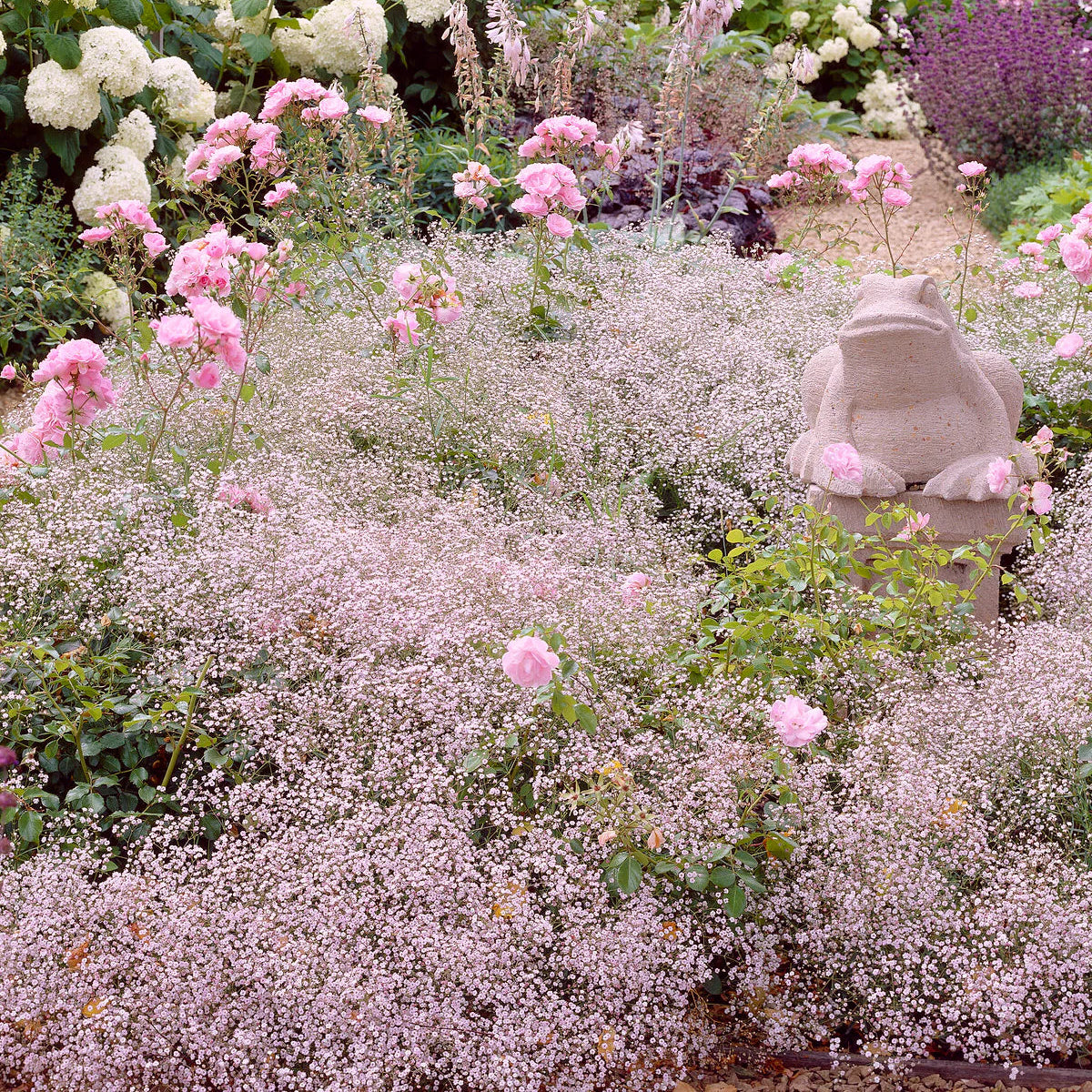 Gypsophile rose