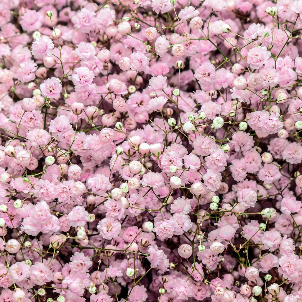 Gypsophile rose
