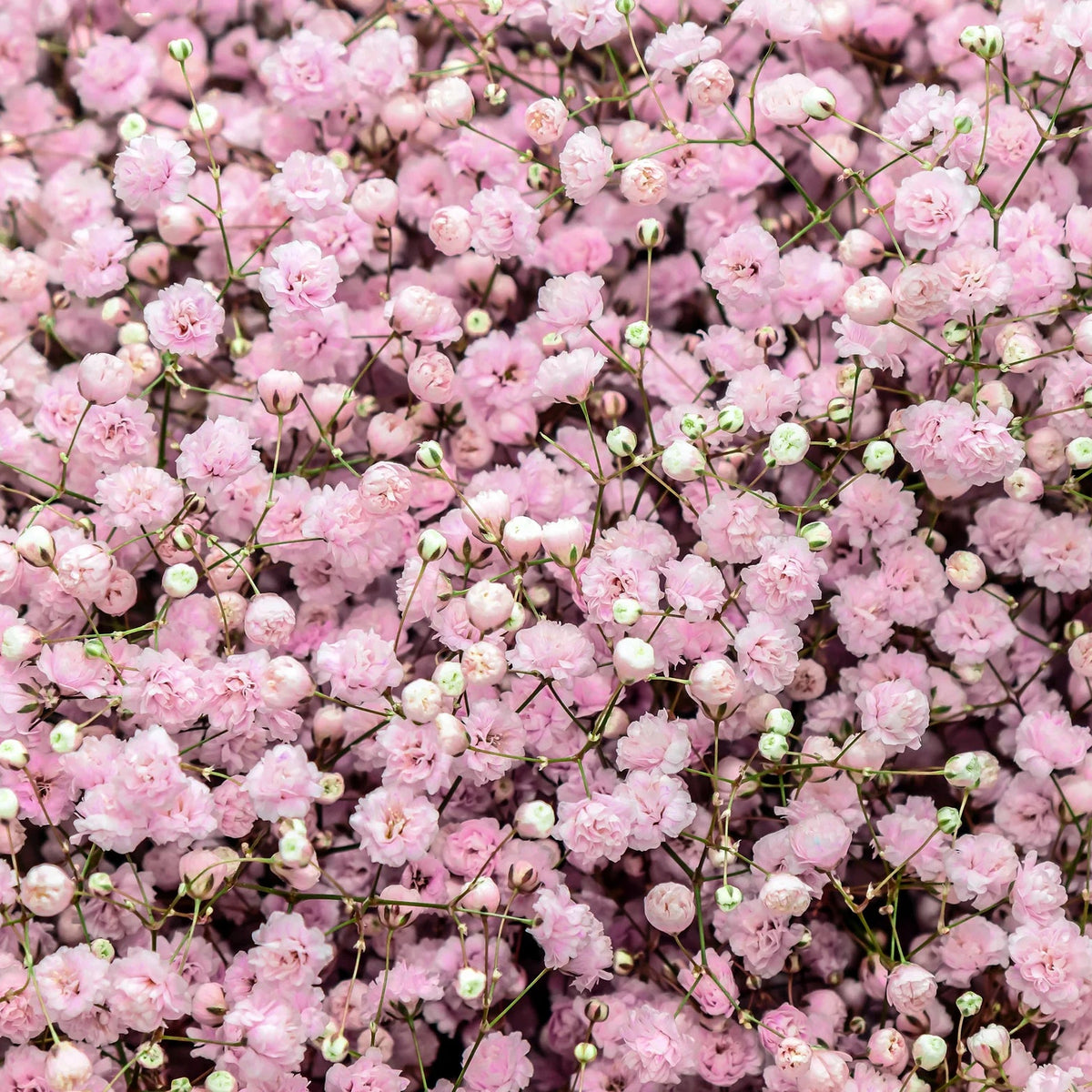 Gypsophile rose