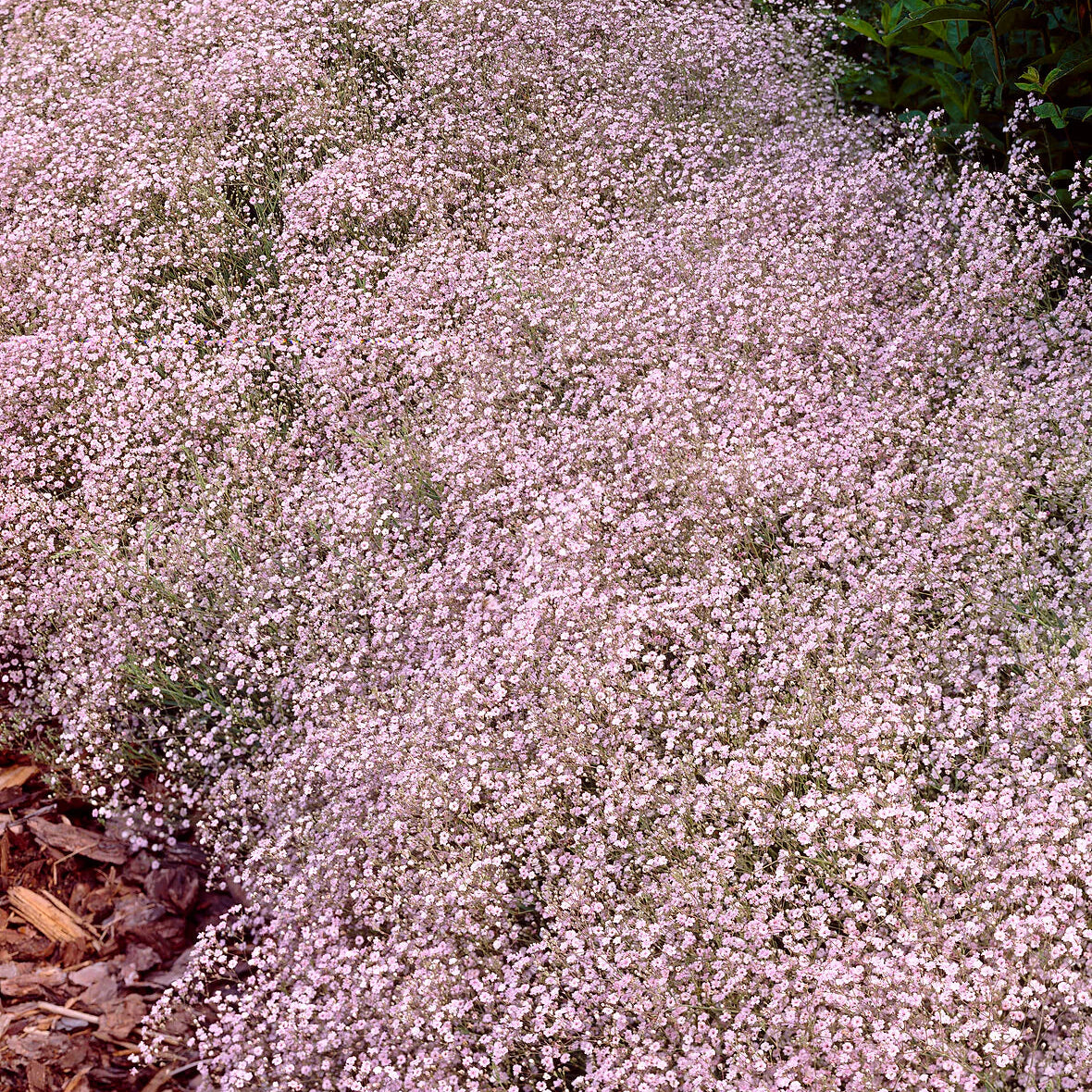 Gypsophile rose